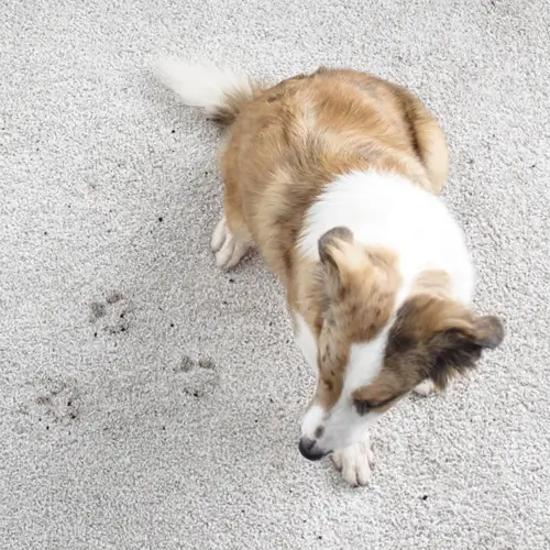 Carpet Care | Planet Flooring